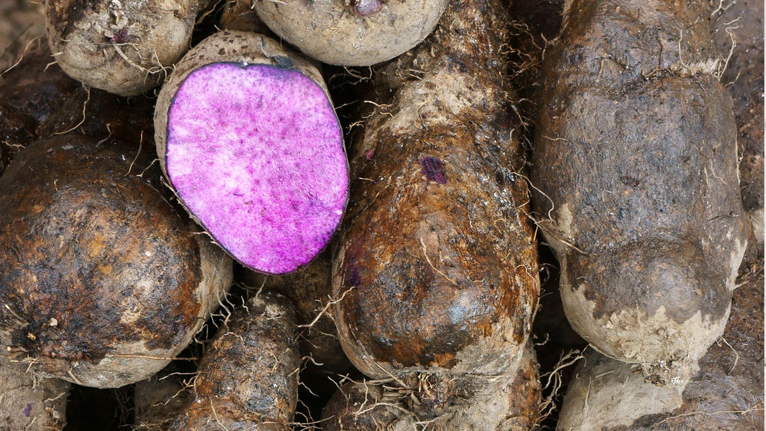 Ube : bienfaits, vertus santé et conseils gourmands